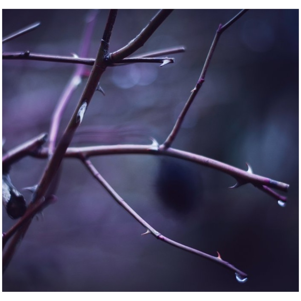 Lent - Branch