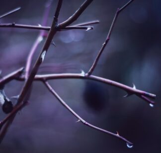 Alas! And Did My Savior Bleed, LSB 437