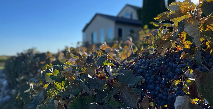 Grapes with facility in back