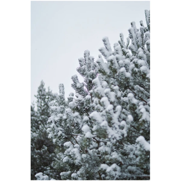 Christmas Snowy Tree